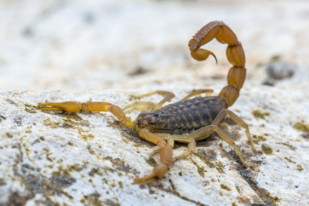 Picaduras o mordeduras de animales